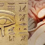 غده پینه‌آل: آیا چشم سوم، بزرگترین راز پنهان شده از انسان است؟